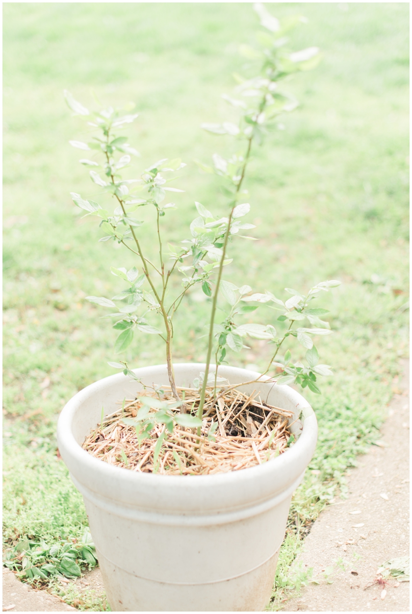 gardening for beginners by Megan Bennett Photography