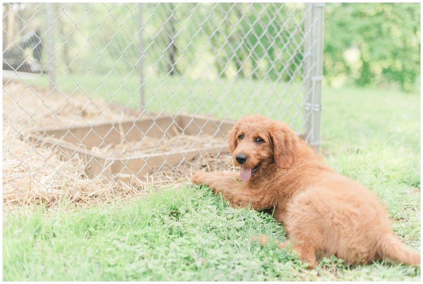 gardening for beginners by Megan Bennett Photography
