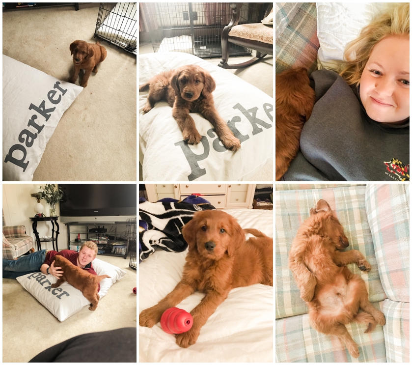 Goldendoodle puppy by Megan Bennett Photography