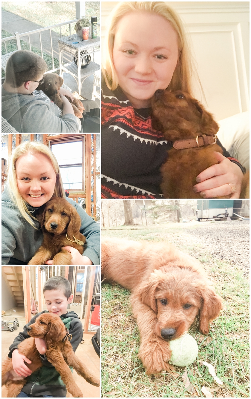 Goldendoodle puppy by Megan Bennett Photography