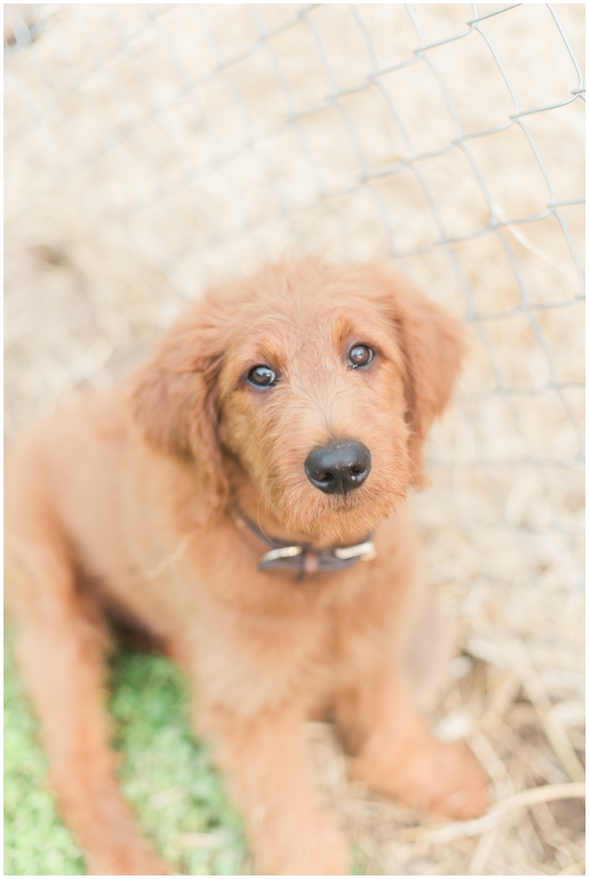 Goldendoodle puppy by Megan Bennett Photography