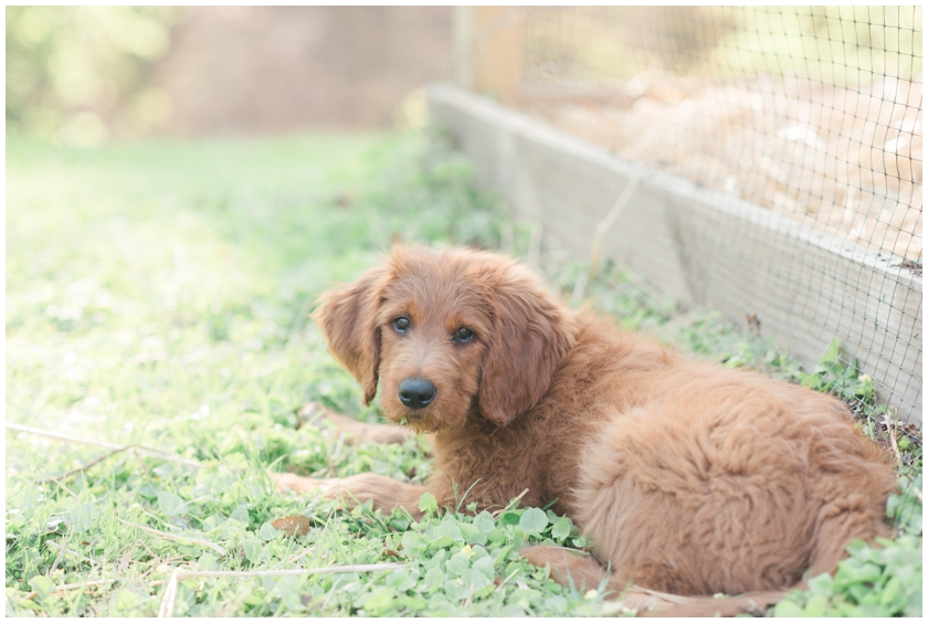 Goldendoodle puppy by Megan Bennett Photography