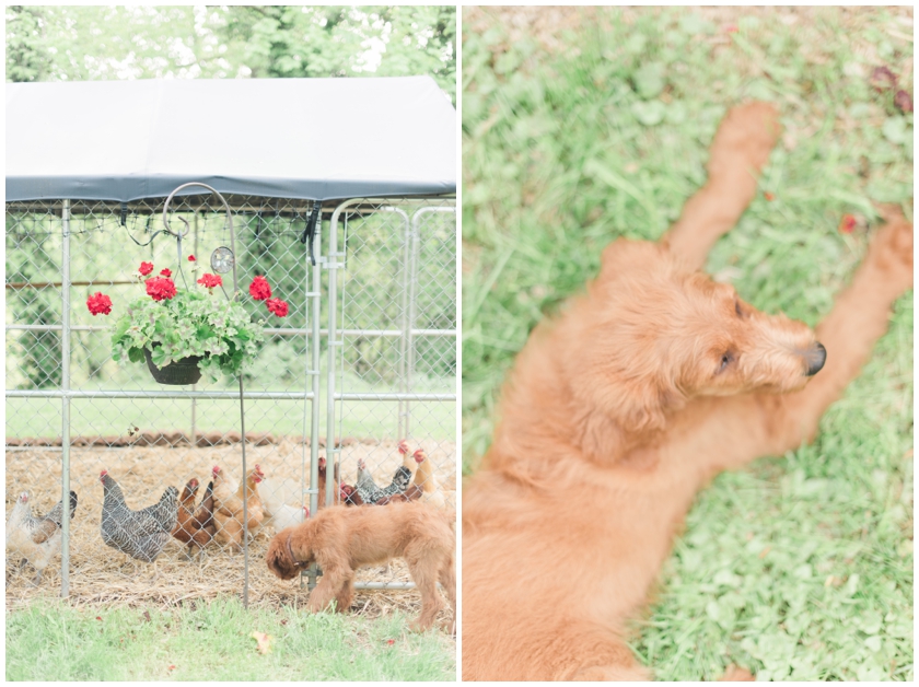 Goldendoodle puppy by Megan Bennett Photography
