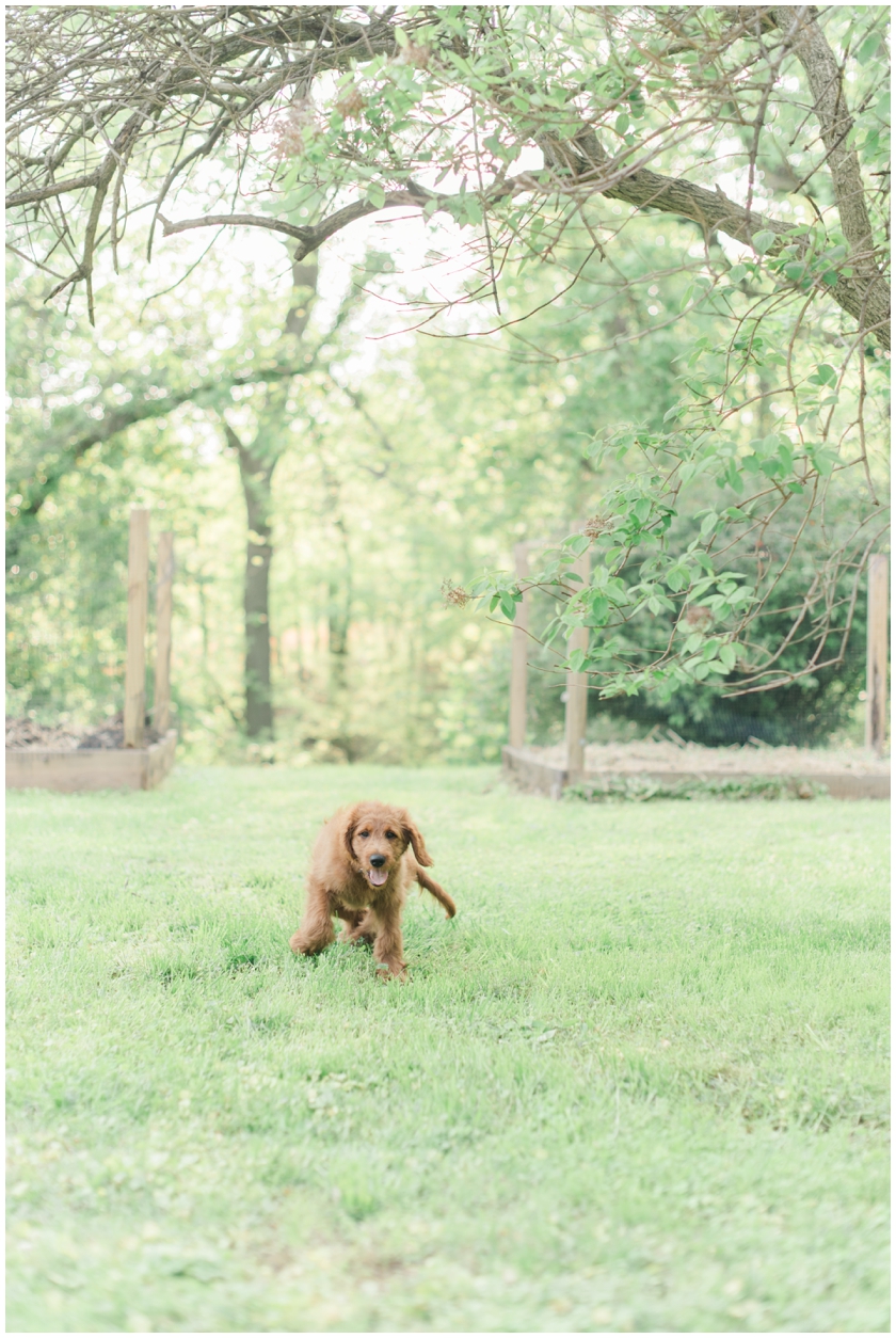 Goldendoodle puppy by Megan Bennett Photography