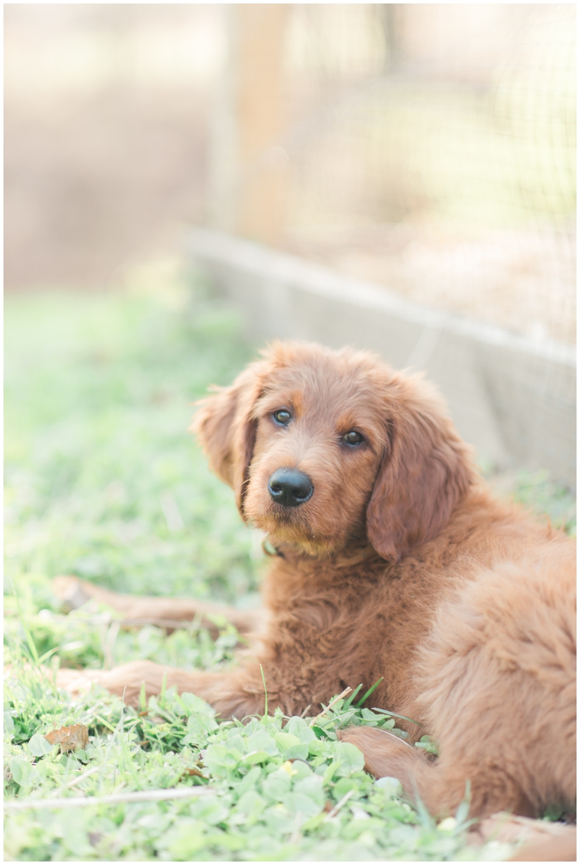 Goldendoodle puppy by Megan Bennett Photography