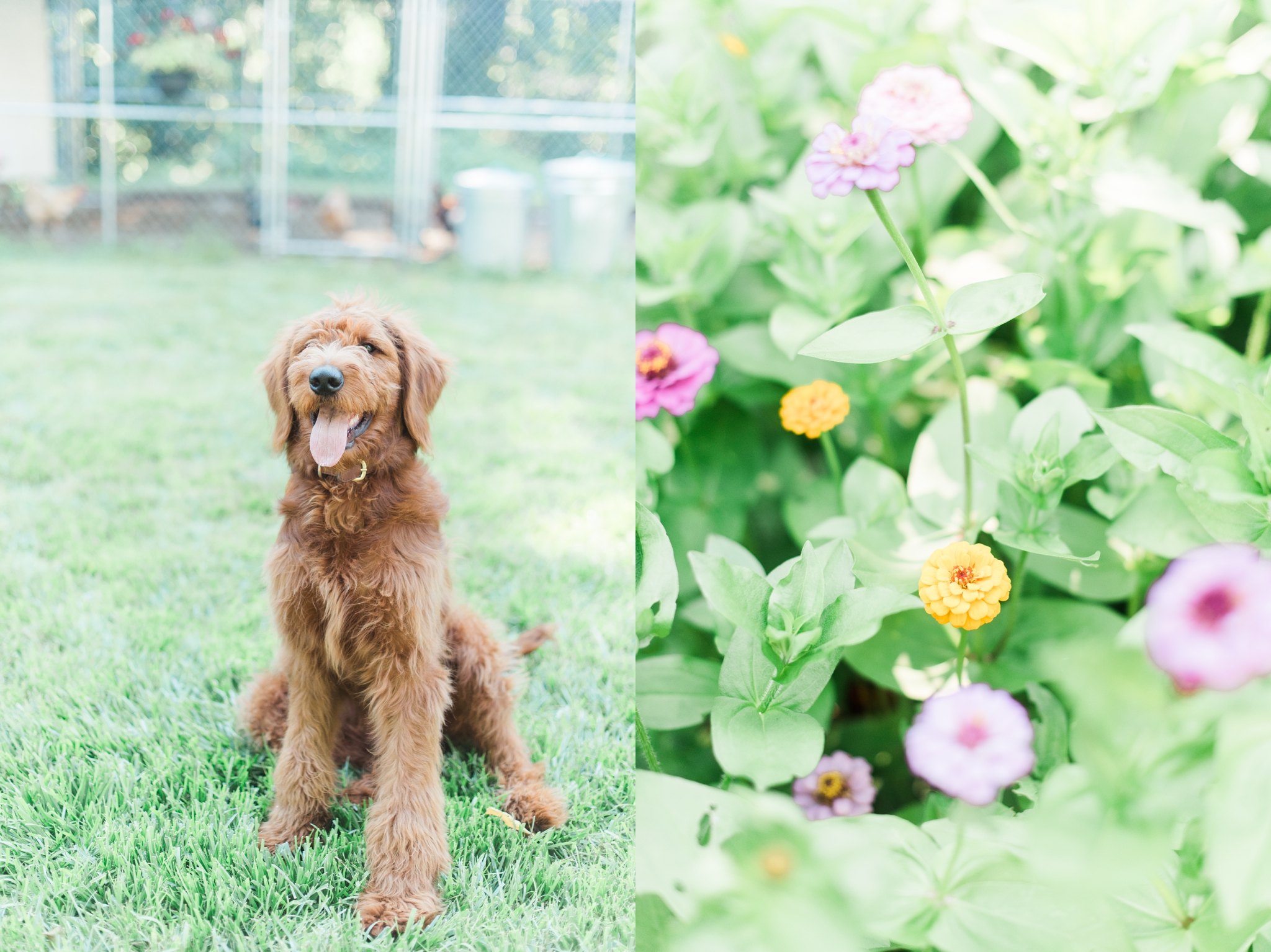 six month old red goldendoodle puppy by megan bennett photography