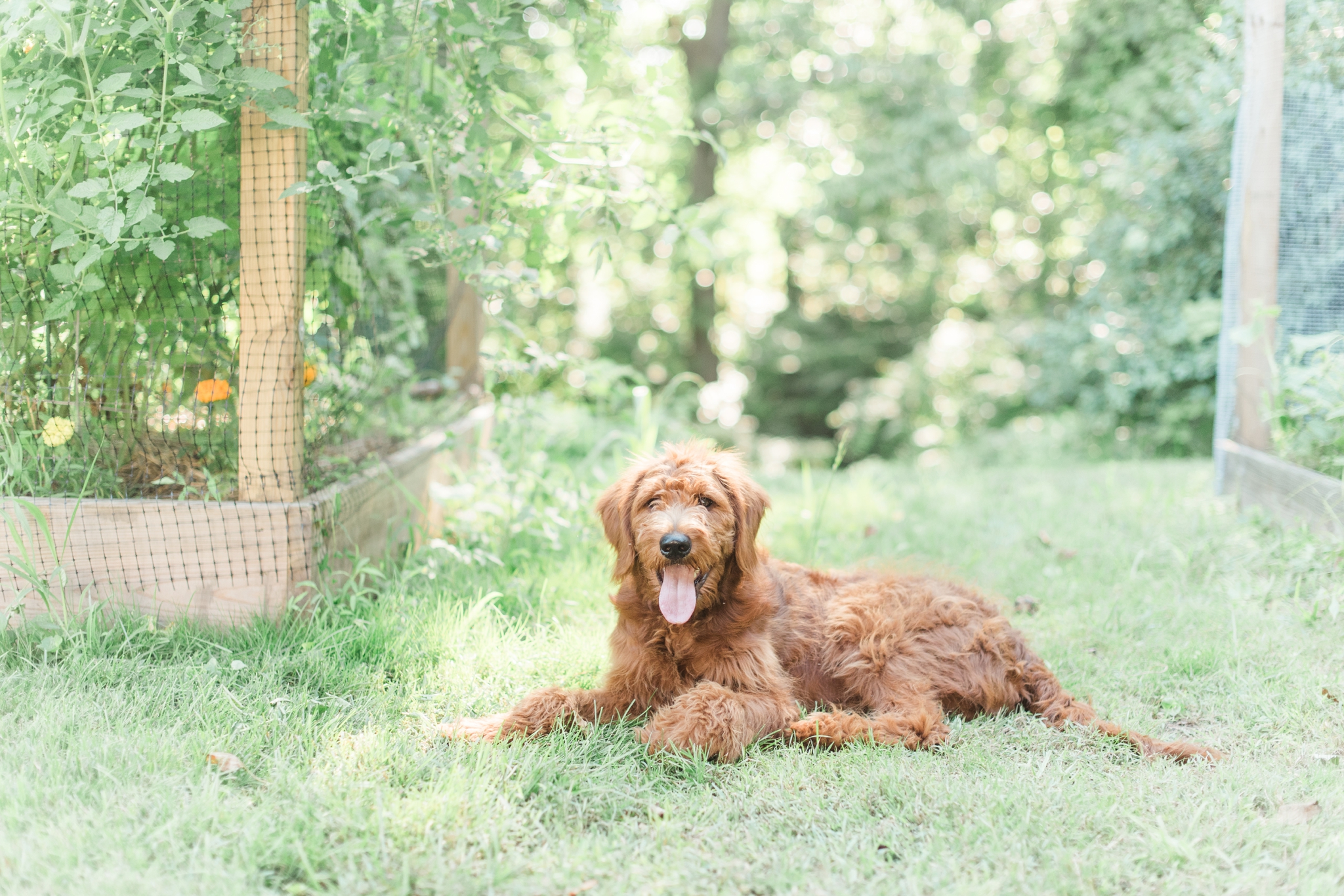 six month old red goldendoodle puppy by megan bennett photography