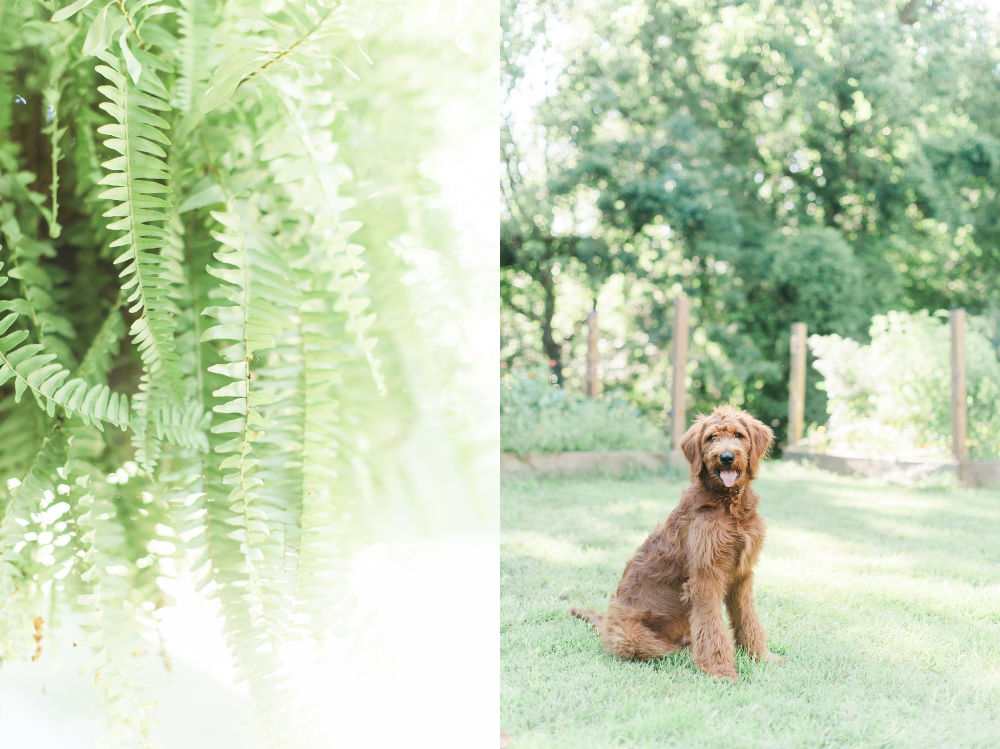 six month old red goldendoodle puppy by megan bennett photography