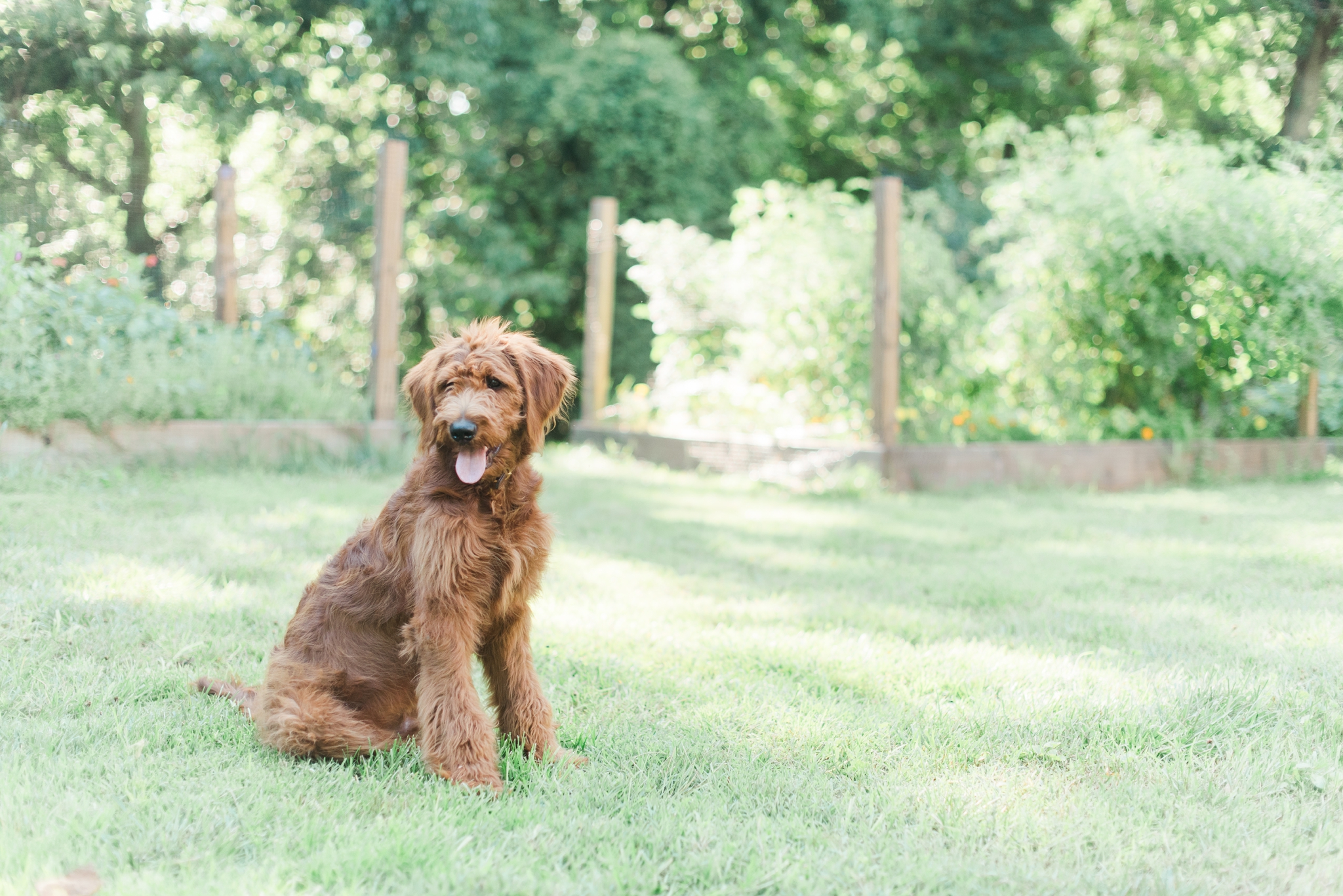 six month old red goldendoodle puppy by megan bennett photography