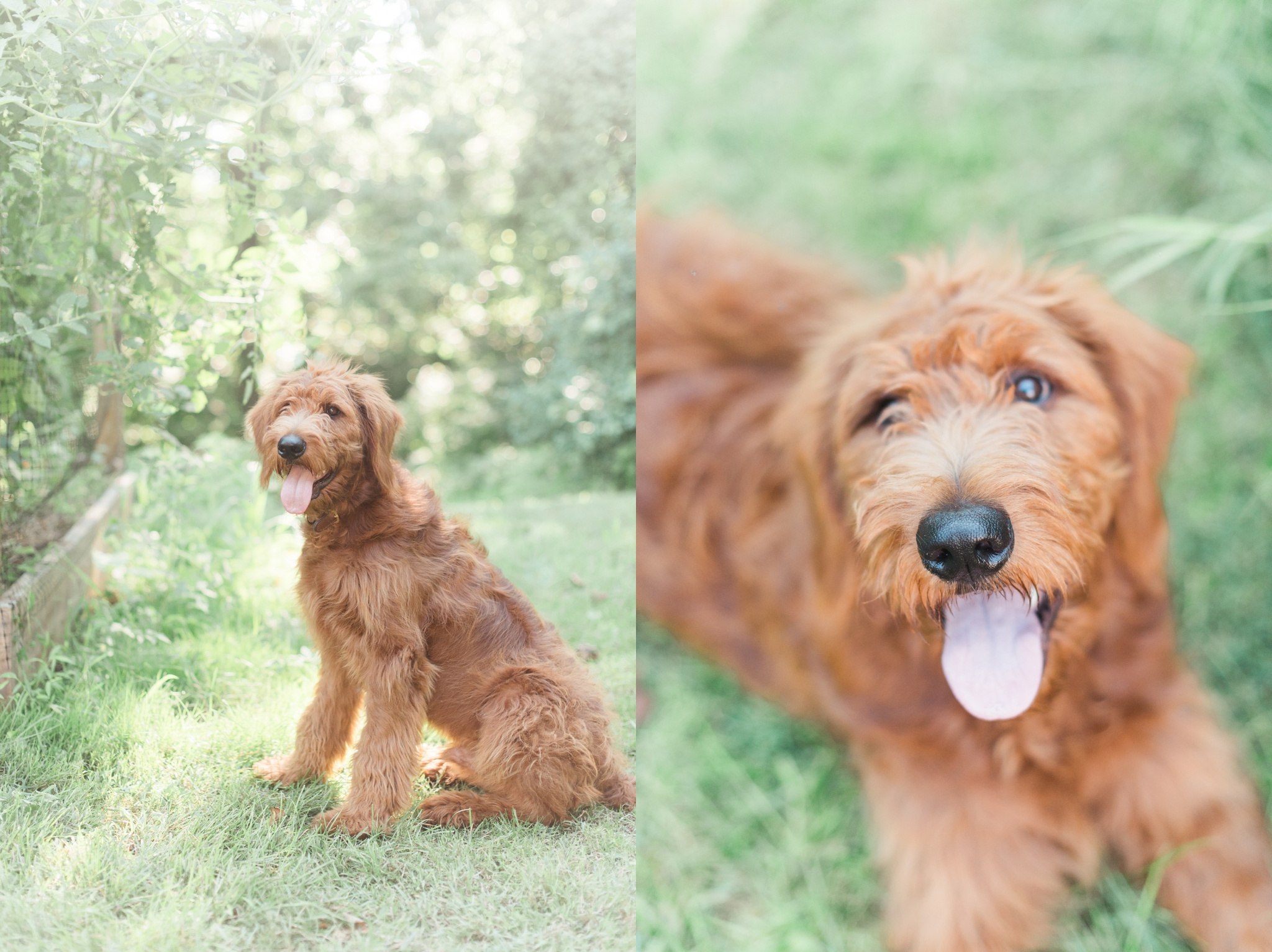 six month old red goldendoodle puppy by megan bennett photography