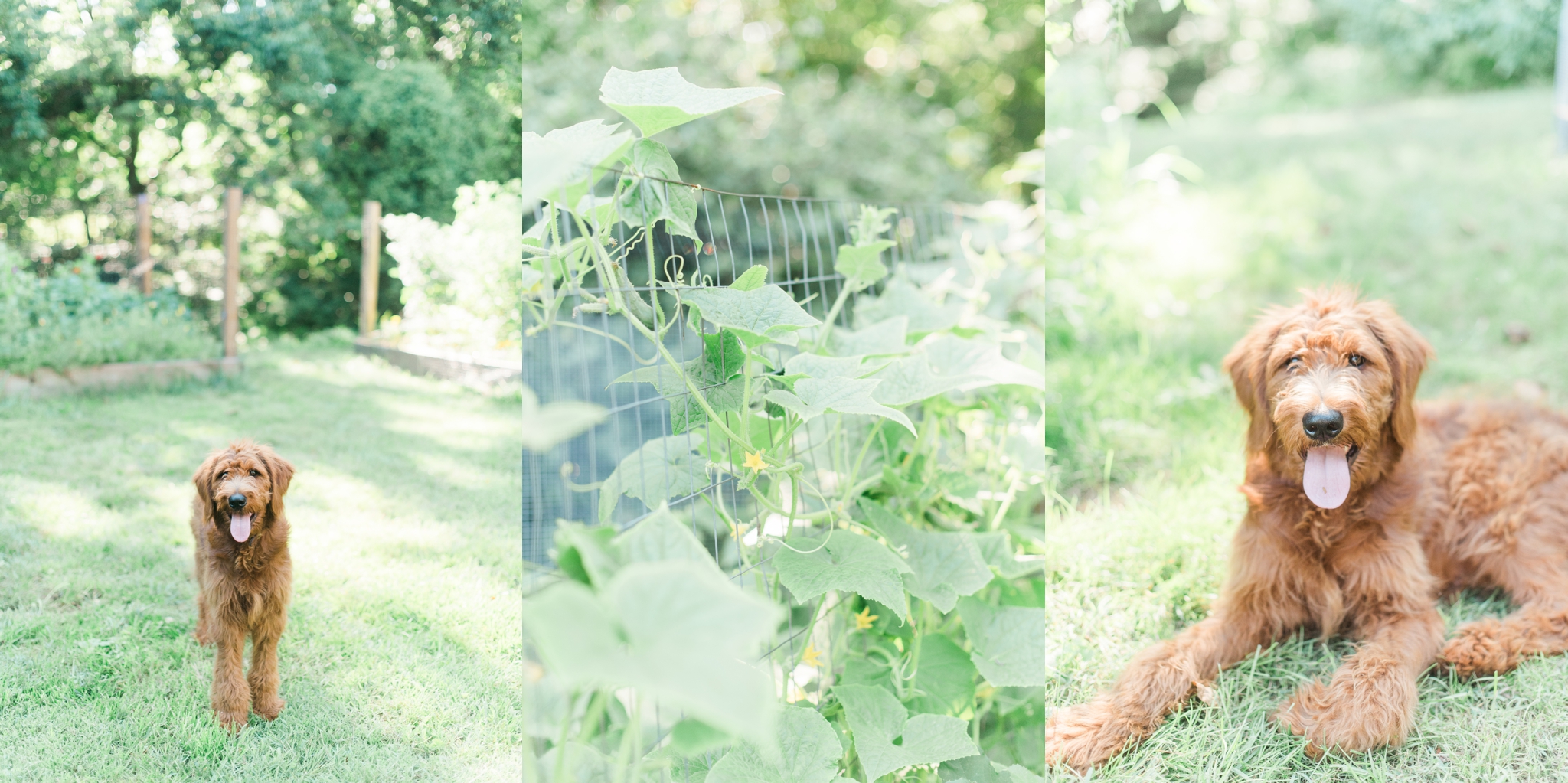 six month old red goldendoodle puppy by megan bennett photography