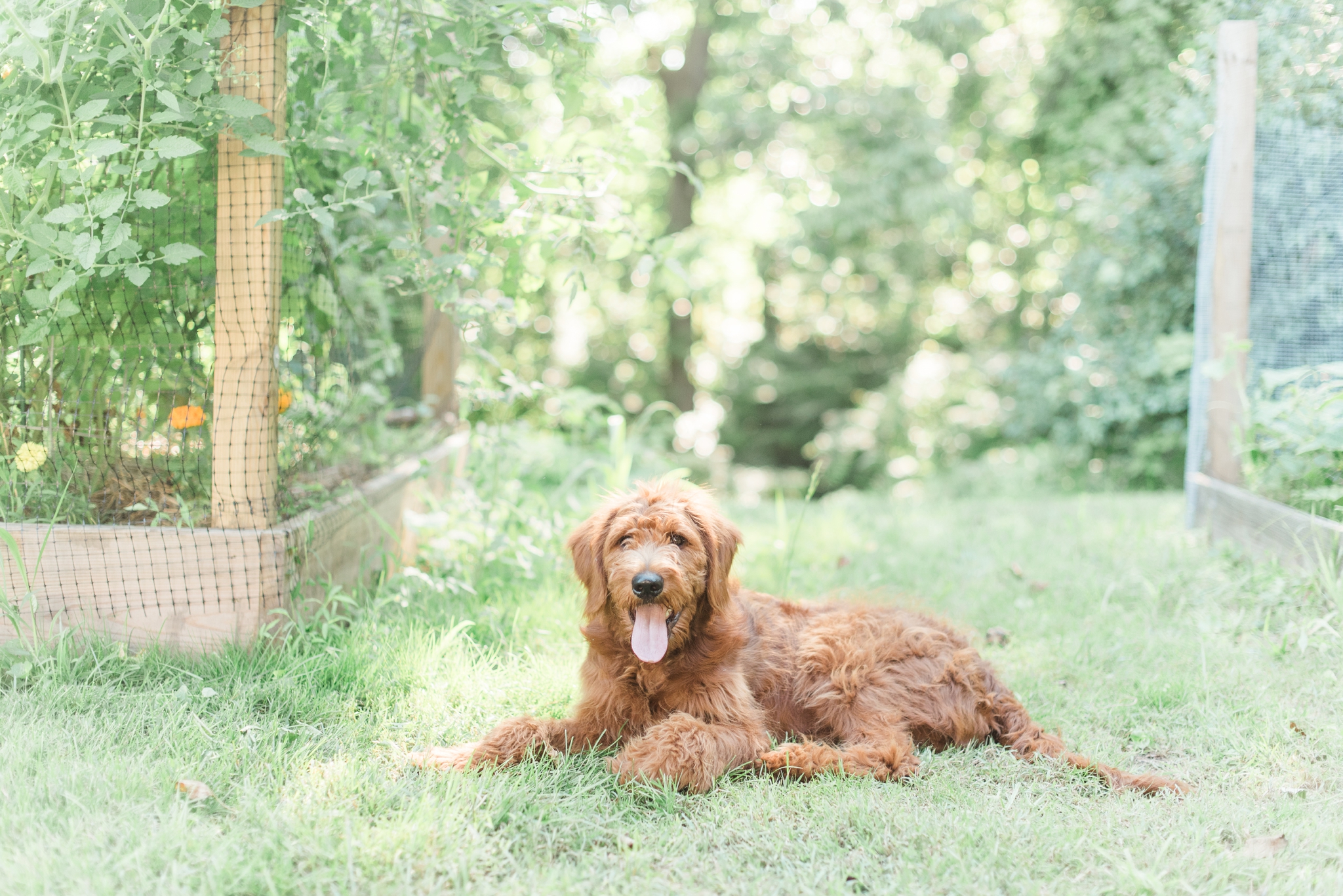 six month old red goldendoodle puppy by megan bennett photography