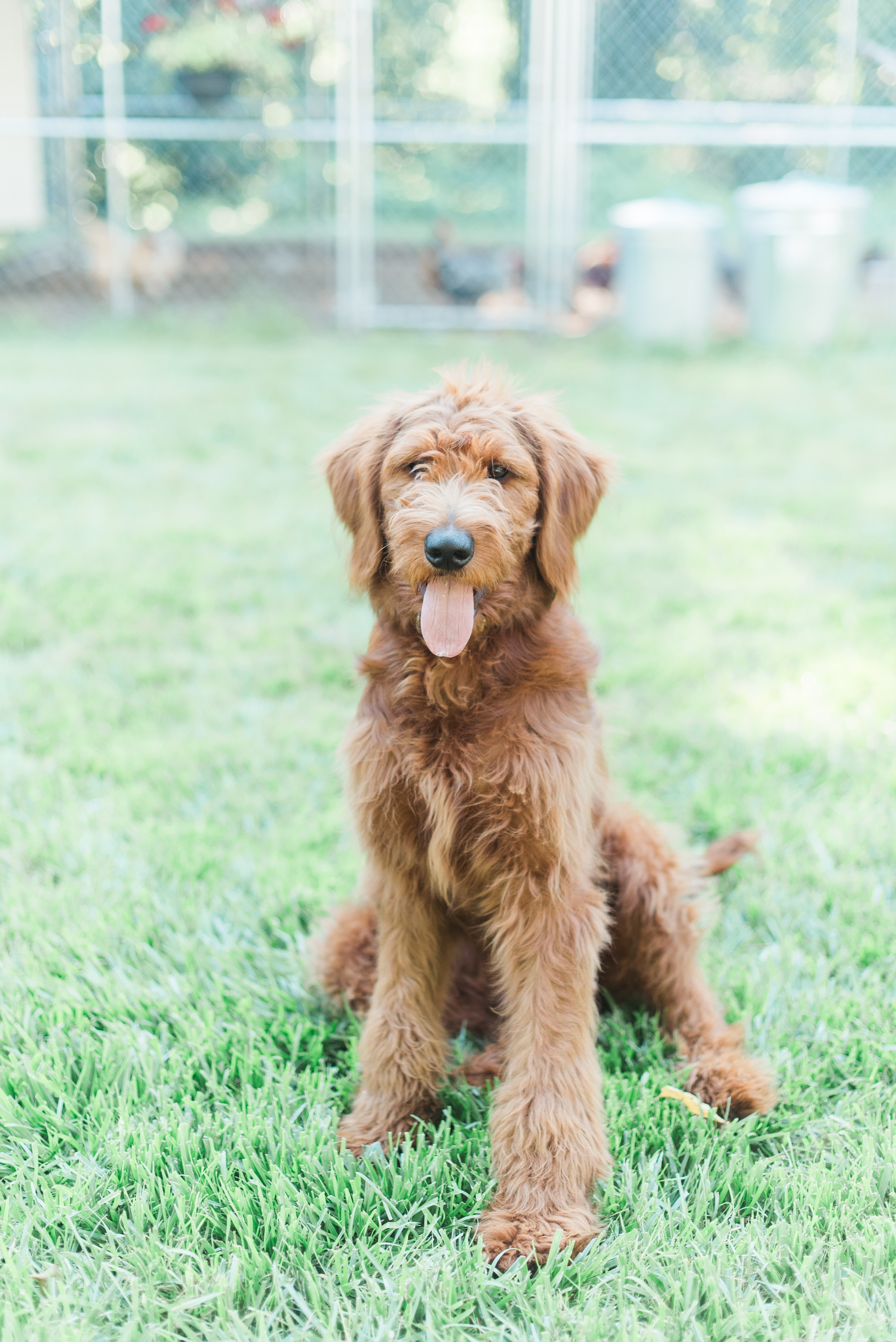 six month old red goldendoodle puppy by megan bennett photography