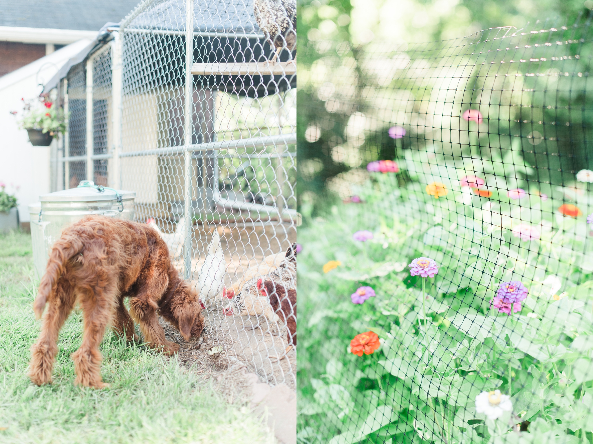 six month old red goldendoodle puppy by megan bennett photography