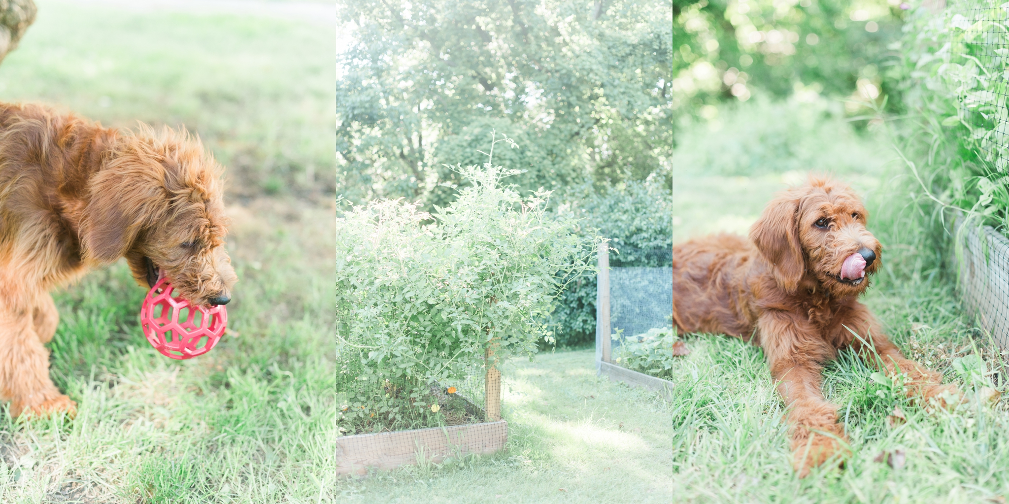 six month old red goldendoodle puppy by megan bennett photography