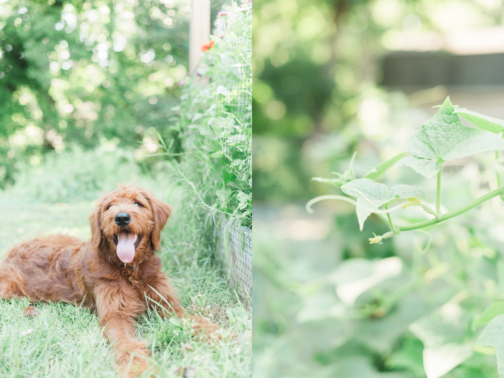 six month old red goldendoodle puppy by megan bennett photography
