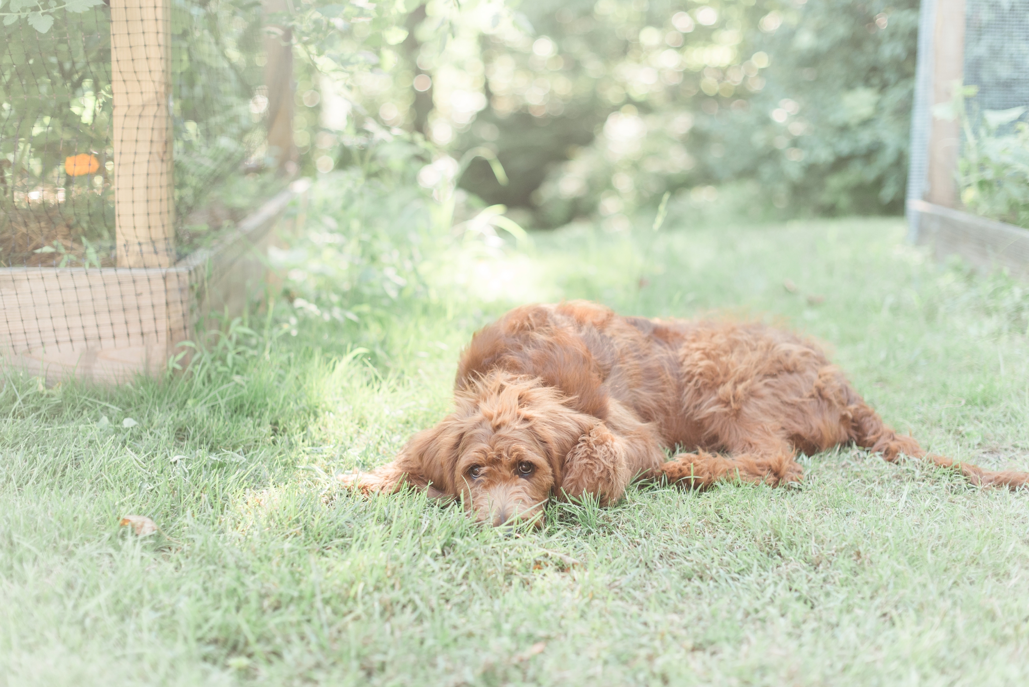 six month old red goldendoodle puppy by megan bennett photography