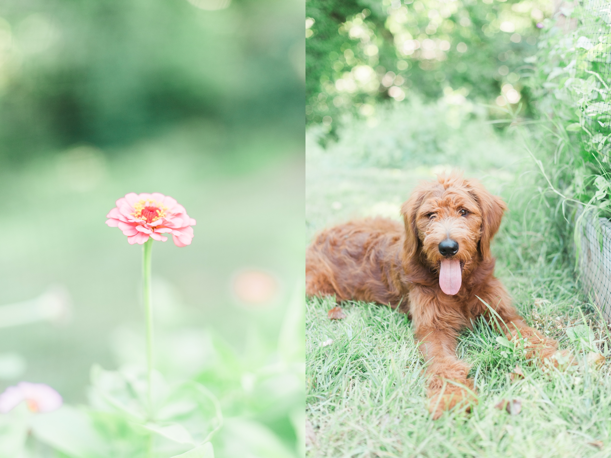 six month old red goldendoodle puppy by megan bennett photography