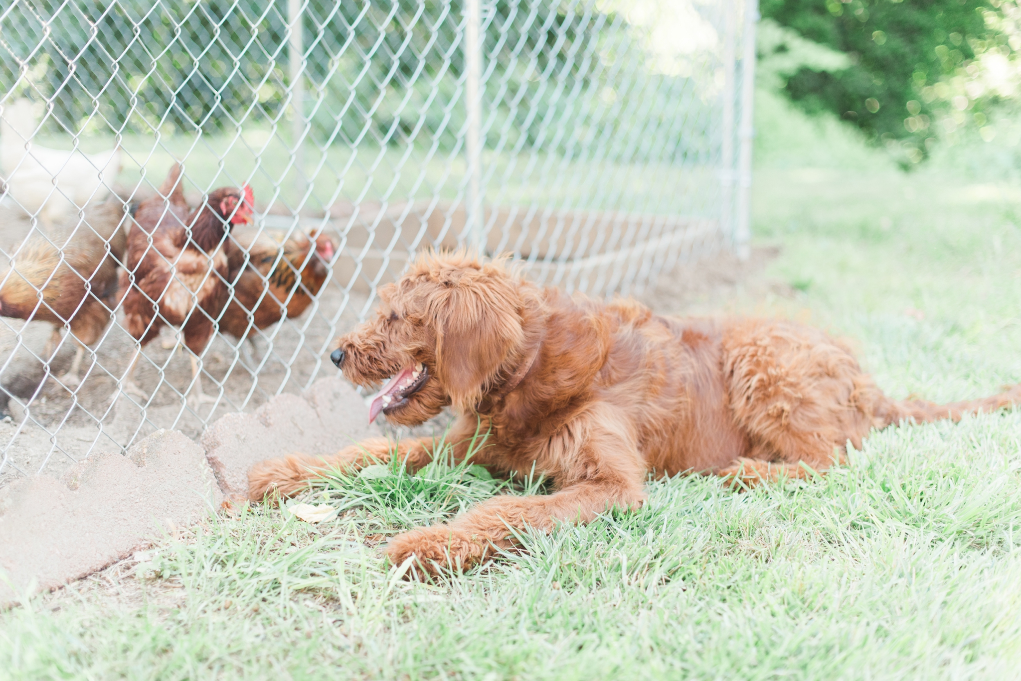 six month old red goldendoodle puppy by megan bennett photography