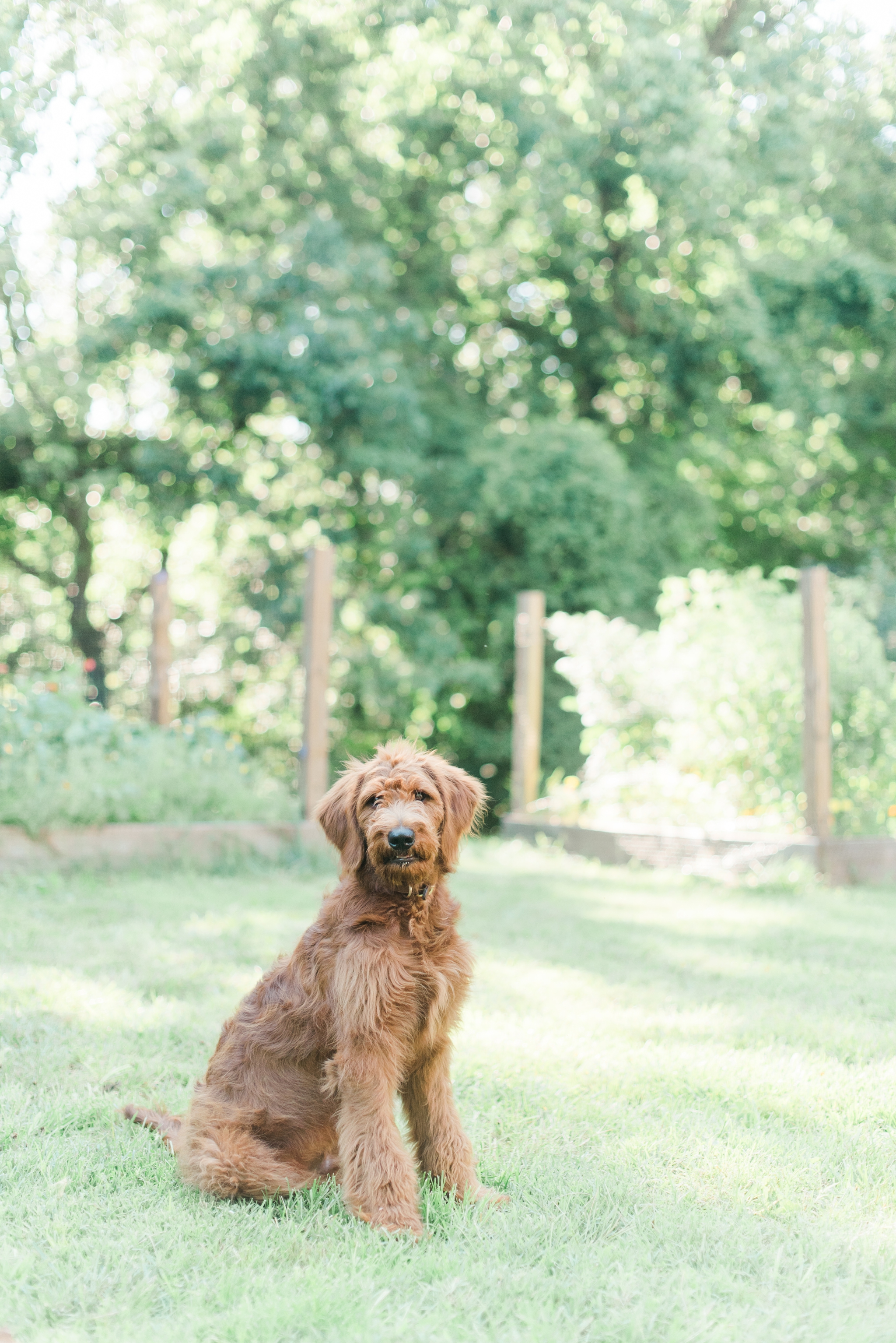 six month old red goldendoodle puppy by megan bennett photography