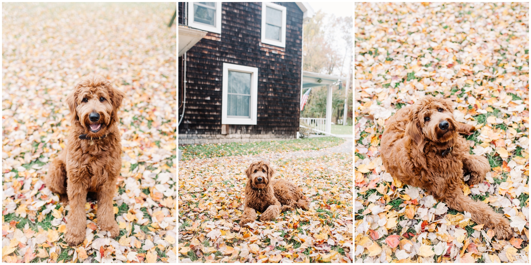 Sweet Red Goldendoodle Puppy Update by Maryland Photographer Megan Bennett Photography