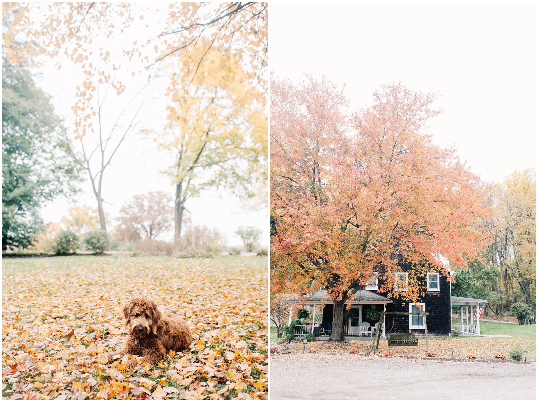 Sweet Red Goldendoodle Puppy Update by Maryland Photographer Megan Bennett Photography