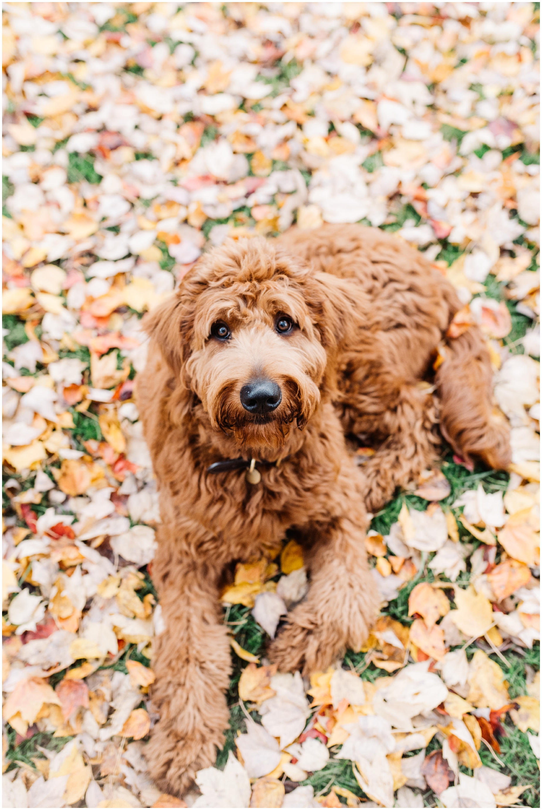 Sweet Red Goldendoodle Puppy Update by Maryland Photographer Megan Bennett Photography