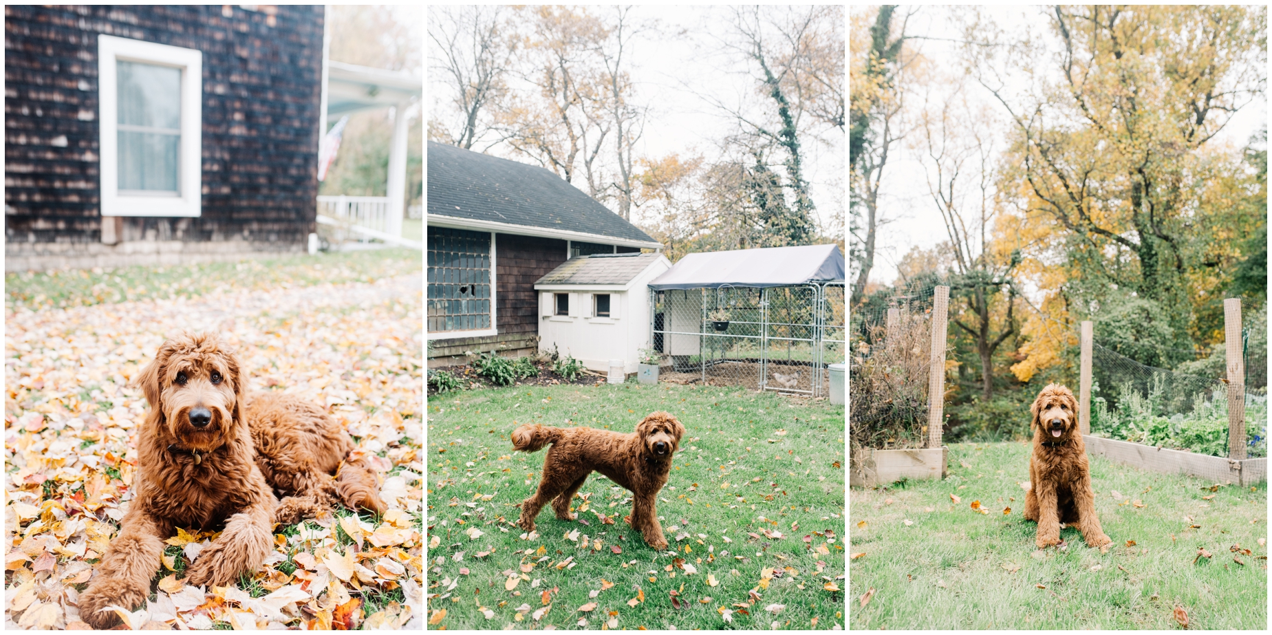 Sweet Red Goldendoodle Puppy Update by Maryland Photographer Megan Bennett Photography