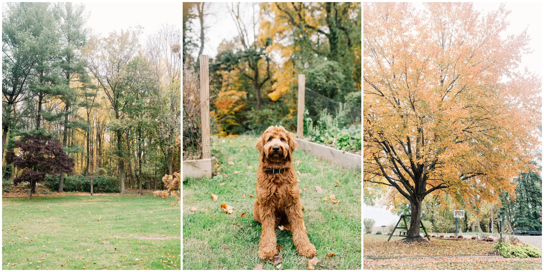 Sweet Red Goldendoodle Puppy Update by Maryland Photographer Megan Bennett Photography