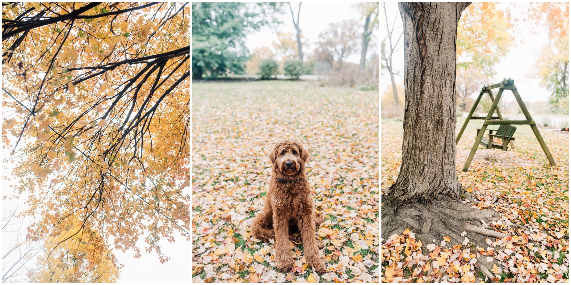 Sweet Red Goldendoodle Puppy Update by Maryland Photographer Megan Bennett Photography
