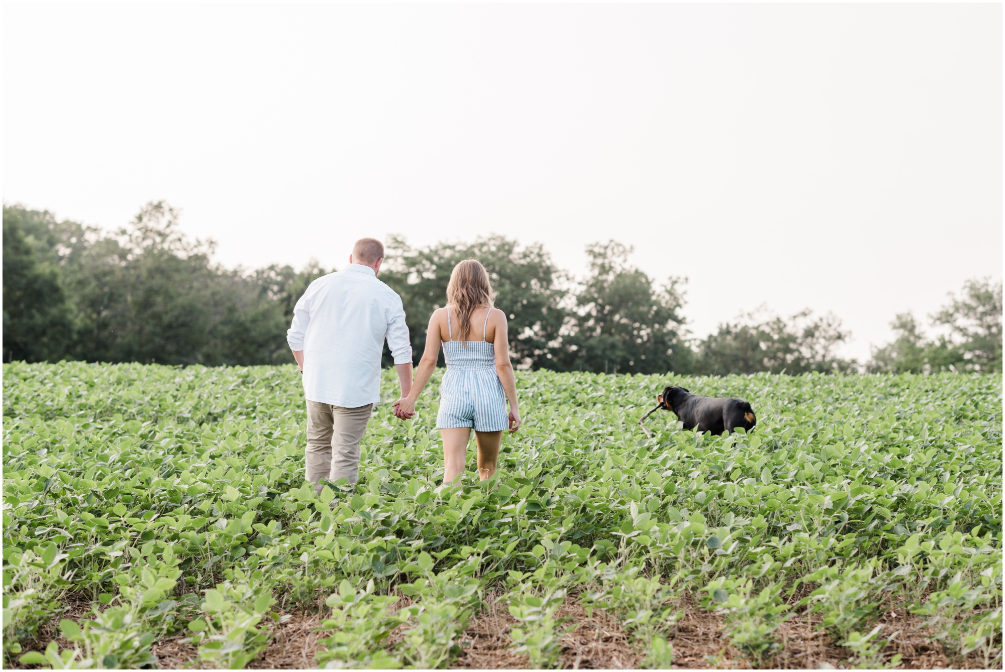 Summer farm engagement featuring blue and white outfits, a rose gold ring, and a family farm in Carroll County Maryland by Wedding Photographer Megan Bennett Photography