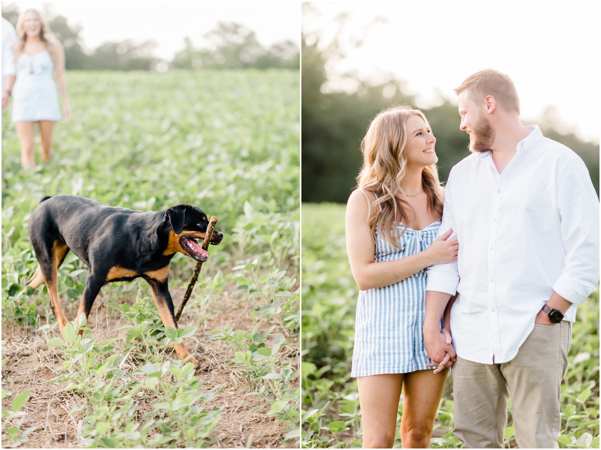 Summer farm engagement featuring blue and white outfits, a rose gold ring, and a family farm in Carroll County Maryland by Wedding Photographer Megan Bennett Photography